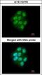Mitogen-Activated Protein Kinase Kinase Kinase 9 antibody, GTX113778, GeneTex, Immunofluorescence image 
