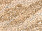 Stromal Antigen 2 antibody, CSB-PA160836, Cusabio, Immunohistochemistry paraffin image 