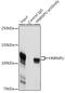 Heterogeneous Nuclear Ribonucleoprotein U antibody, GTX66039, GeneTex, Immunoprecipitation image 