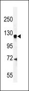 ArfGAP With GTPase Domain, Ankyrin Repeat And PH Domain 2 antibody, LS-C168676, Lifespan Biosciences, Western Blot image 