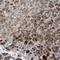 Sirtuin 5 antibody, NBP1-86013, Novus Biologicals, Immunohistochemistry frozen image 