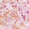 Purinergic Receptor P2Y14 antibody, LS-C353217, Lifespan Biosciences, Immunohistochemistry paraffin image 