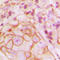 P2Y purinoceptor 14 antibody, LS-C353217, Lifespan Biosciences, Immunohistochemistry paraffin image 