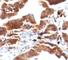 DNA Topoisomerase I Mitochondrial antibody, V2461IHC-7ML, NSJ Bioreagents, Immunohistochemistry paraffin image 