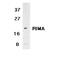 BCL2 Binding Component 3 antibody, PA5-77788, Invitrogen Antibodies, Western Blot image 