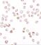 TGFB1-Induced Anti-Apoptotic Factor 1 antibody, NBP2-82022, Novus Biologicals, Immunofluorescence image 