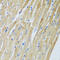 ADAM Metallopeptidase Domain 12 antibody, 23-294, ProSci, Immunohistochemistry frozen image 