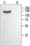 Calcium Voltage-Gated Channel Auxiliary Subunit Alpha2delta 1 antibody, PA5-77306, Invitrogen Antibodies, Western Blot image 