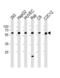 Sphingosine Kinase 1 antibody, LS-C100769, Lifespan Biosciences, Western Blot image 