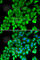 Proteasome Subunit Beta 4 antibody, A5697, ABclonal Technology, Immunofluorescence image 