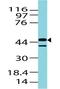 Melan-A antibody, orb388105, Biorbyt, Western Blot image 