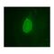 Emerin antibody, MBS375089, MyBioSource, Immunofluorescence image 