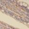 Interferon Stimulated Exonuclease Gene 20 antibody, FNab04404, FineTest, Immunohistochemistry frozen image 