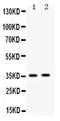 Apolipoprotein E antibody, PB9986, Boster Biological Technology, Western Blot image 
