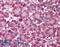 Septin-4 antibody, LS-B549, Lifespan Biosciences, Immunohistochemistry frozen image 