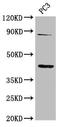 TNF Receptor Superfamily Member 19 antibody, LS-C673941, Lifespan Biosciences, Western Blot image 