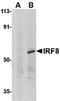 Interferon Regulatory Factor 8 antibody, PA5-20088, Invitrogen Antibodies, Western Blot image 