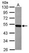 CD226 Molecule antibody, NBP2-15787, Novus Biologicals, Western Blot image 