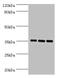 Apolipoprotein E antibody, orb240838, Biorbyt, Western Blot image 