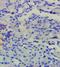 Sirtuin 4 antibody, orb101356, Biorbyt, Immunohistochemistry paraffin image 