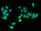 Yip1 Domain Family Member 3 antibody, CSB-PA863928LA01HU, Cusabio, Immunofluorescence image 