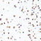 H1 Histone Family Member 0 antibody, LS-C332470, Lifespan Biosciences, Immunohistochemistry paraffin image 