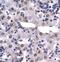 High Mobility Group Box 2 antibody, PA1-24399, Invitrogen Antibodies, Immunohistochemistry paraffin image 