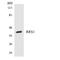 Ribosome Biogenesis Regulator 1 Homolog antibody, LS-C200632, Lifespan Biosciences, Western Blot image 