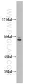 Serine Incorporator 2 antibody, 20266-1-AP, Proteintech Group, Western Blot image 
