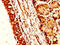 Neurotensin antibody, CSB-PA016136HA01HU, Cusabio, Immunohistochemistry frozen image 