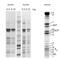 ATP Synthase F1 Subunit Alpha antibody, 43-9700, Invitrogen Antibodies, Western Blot image 