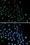 X-Ray Repair Cross Complementing 5 antibody, LS-C334351, Lifespan Biosciences, Immunofluorescence image 