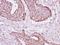 Acyl-CoA Thioesterase 9 antibody, LS-C155434, Lifespan Biosciences, Immunohistochemistry frozen image 