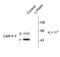 Calcium/Calmodulin Dependent Protein Kinase II Alpha antibody, orb88335, Biorbyt, Western Blot image 