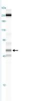 Nuclear Receptor Subfamily 1 Group H Member 3 antibody, NB400-157, Novus Biologicals, Western Blot image 