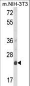 Derlin 1 antibody, LS-B9896, Lifespan Biosciences, Western Blot image 