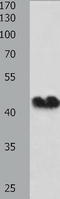 Connexin-43 antibody, TA321075, Origene, Western Blot image 