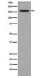 DOT1 Like Histone Lysine Methyltransferase antibody, M00840, Boster Biological Technology, Western Blot image 