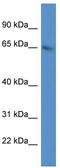 Methyltransferase Like 3 antibody, TA337238, Origene, Western Blot image 