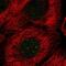 E2F Transcription Factor 5 antibody, NBP2-56500, Novus Biologicals, Immunofluorescence image 