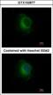 Plasminogen antibody, GTX102877, GeneTex, Immunofluorescence image 