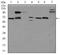 Glypican 3 antibody, NBP2-37483, Novus Biologicals, Western Blot image 