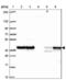 Heterogeneous Nuclear Ribonucleoprotein D Like antibody, NBP2-38806, Novus Biologicals, Western Blot image 