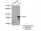 Synapsin I antibody, 20258-1-AP, Proteintech Group, Immunoprecipitation image 