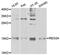 Regenerating Family Member 3 Alpha antibody, MBS128022, MyBioSource, Western Blot image 