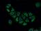 NSE2 (MMS21) Homolog, SMC5-SMC6 Complex SUMO Ligase antibody, 13627-1-AP, Proteintech Group, Immunofluorescence image 