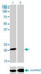 Activating Transcription Factor 3 antibody, LS-C196707, Lifespan Biosciences, Western Blot image 