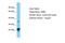 G Protein Subunit Beta 3 antibody, PA5-45193, Invitrogen Antibodies, Western Blot image 