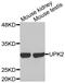 Uroplakin 2 antibody, LS-C335327, Lifespan Biosciences, Western Blot image 