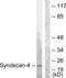 Syndecan 4 antibody, TA314520, Origene, Western Blot image 
